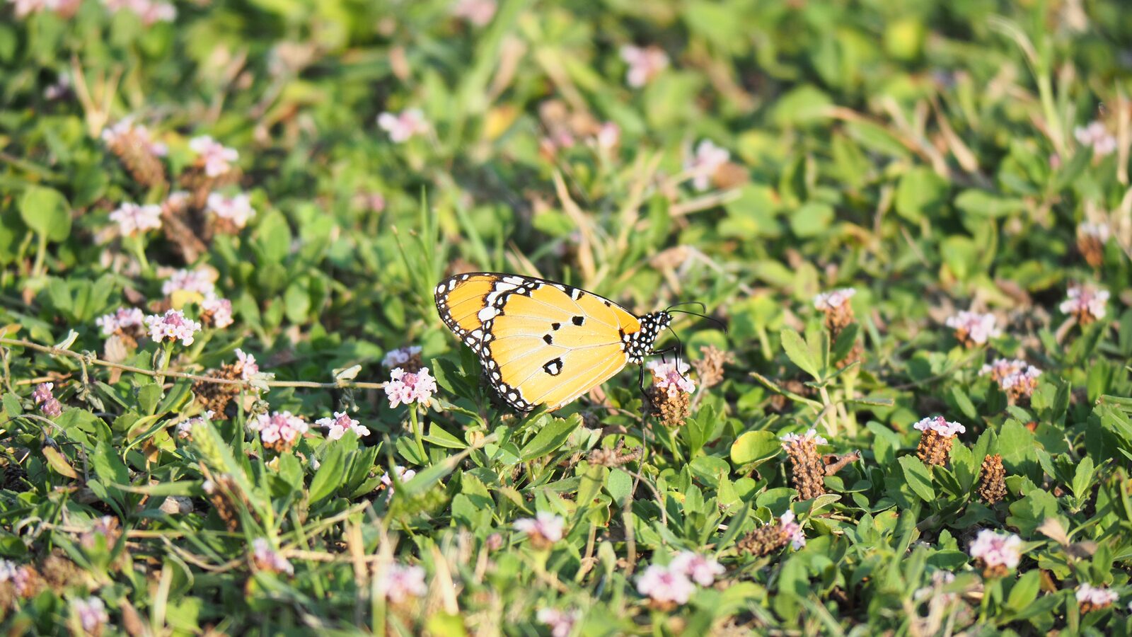 Nature